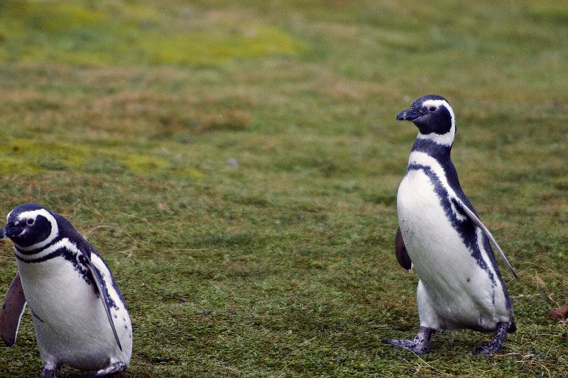 20071214 111231 D200 3900x2600.jpg - March of the Penguins, Otway Sound, Punta Arenas, Chile